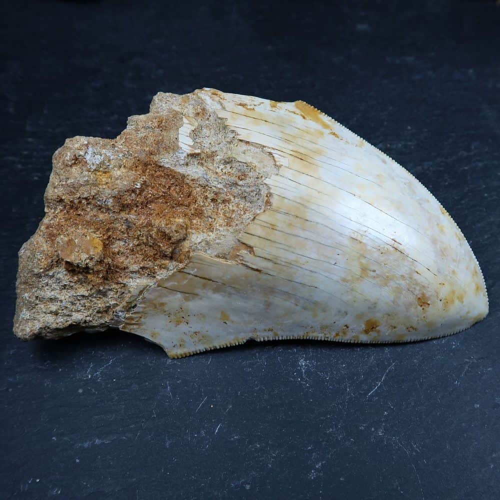 megalodon sharks tooth from indonesia 2