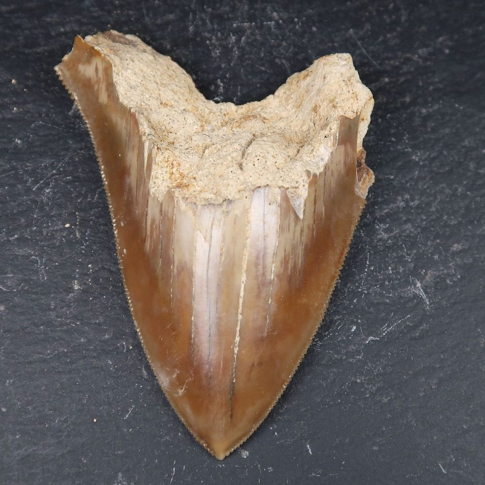megalodon tooth 4 from indonesia 4