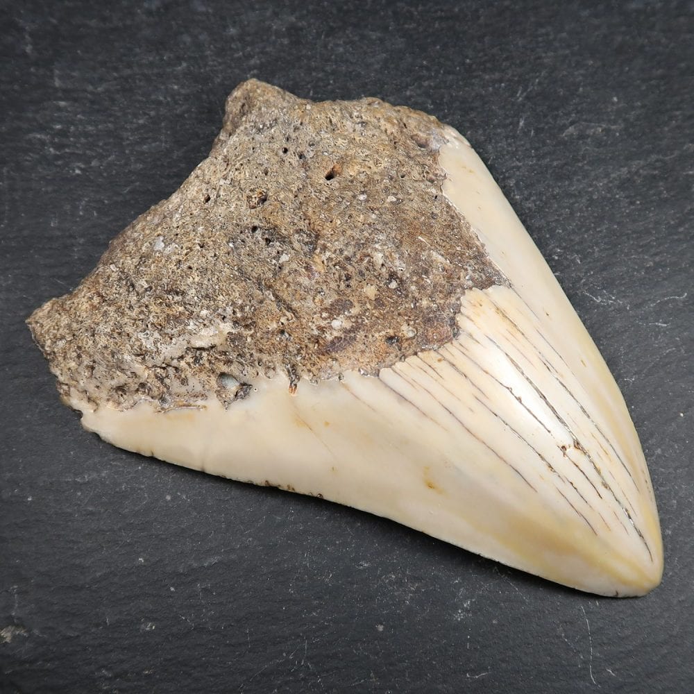 megalodon tooth from new caledonia