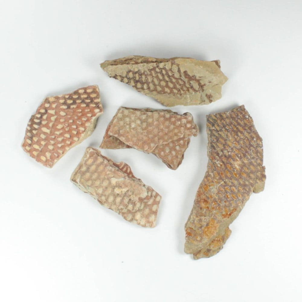 Dictyonema Graptolite Fossils
