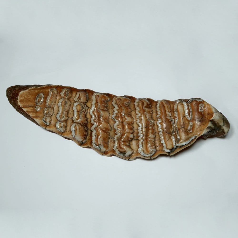 woolly mammoth tooth slice (polished)