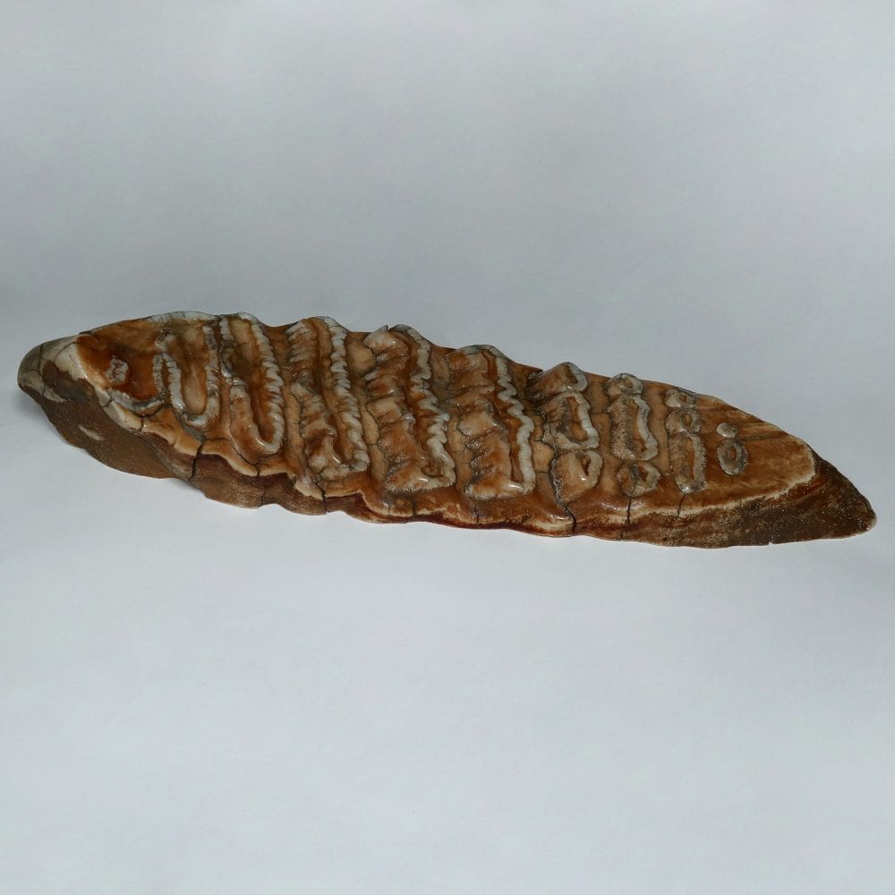 woolly mammoth tooth slice (polished)