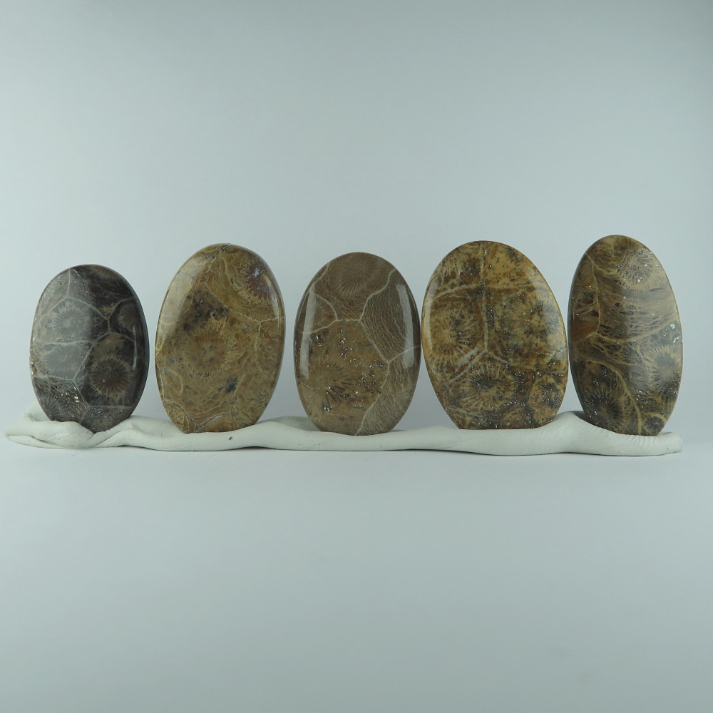 coral cabochons (fossil coral)