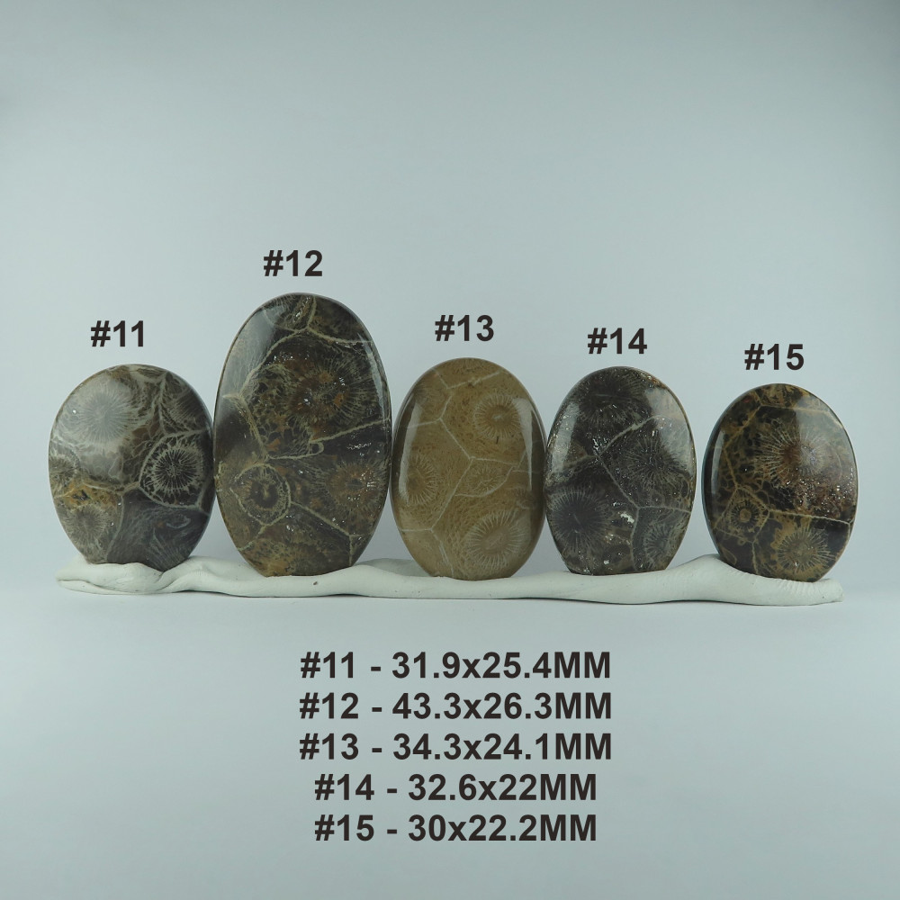 coral cabochons (fossil coral)