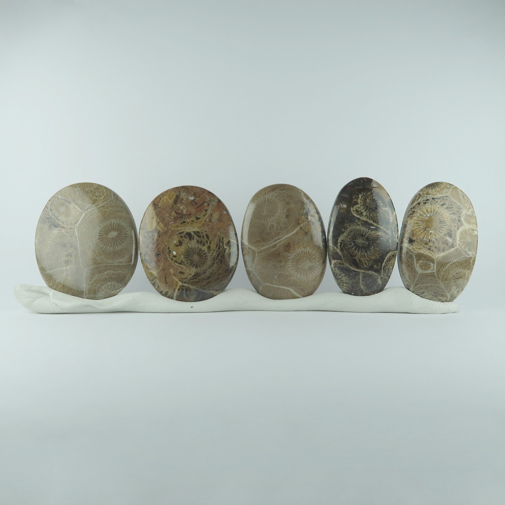 coral cabochons (fossil coral)