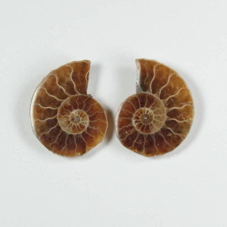 ammonite pairs for jewellers