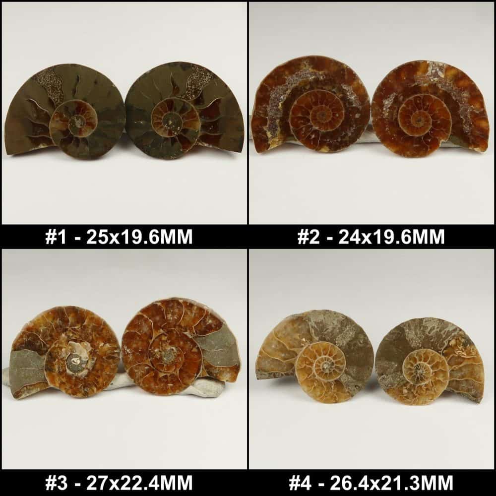 cut ammonite pairs for jewellers