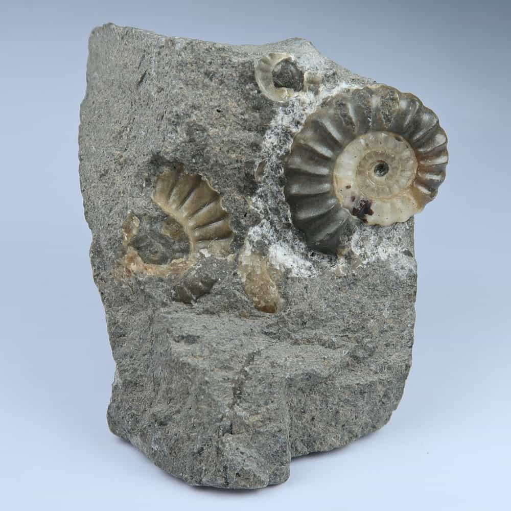 promicroceras ammonite fossils from charmouth 3