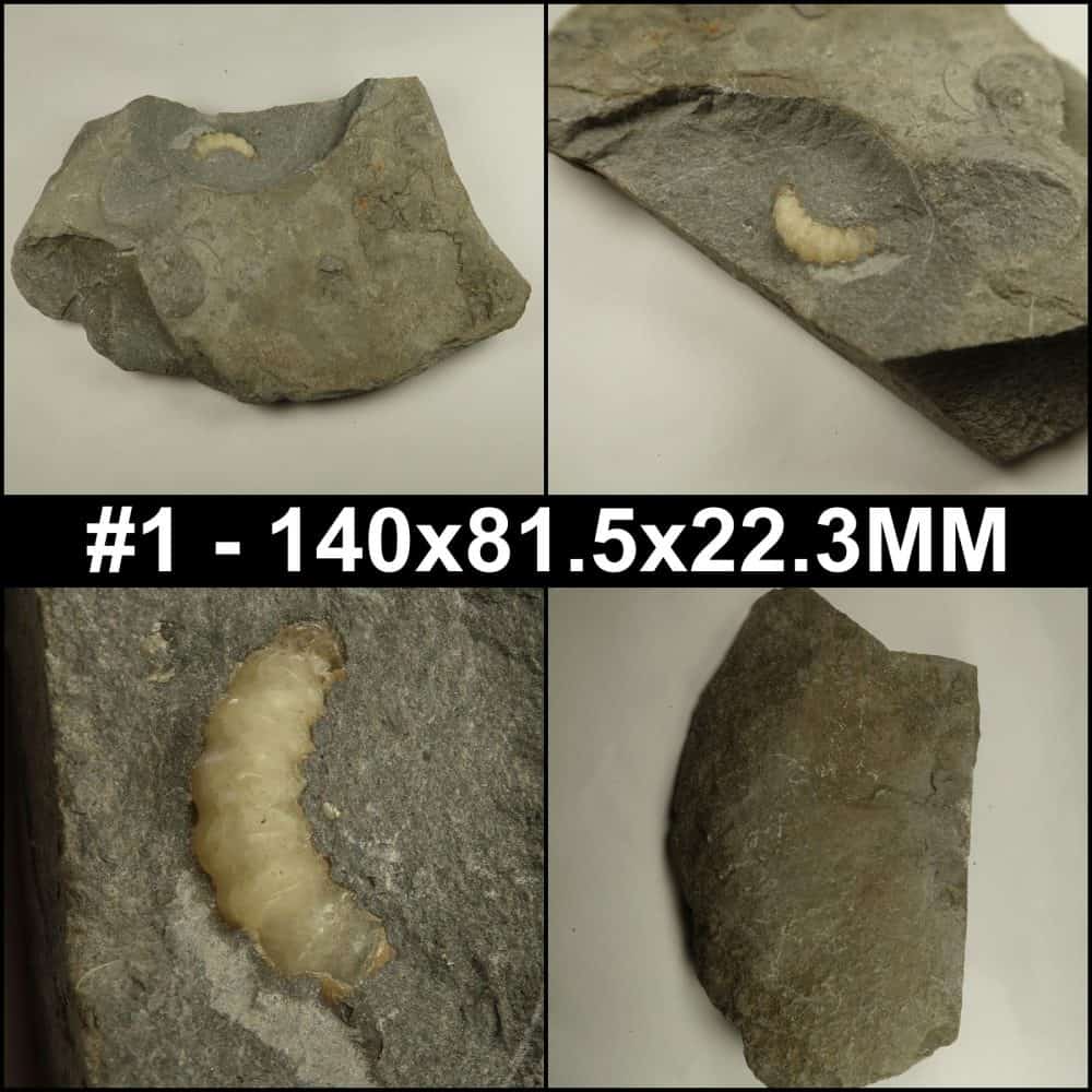 unprepped promicroceras ammonites from dorset