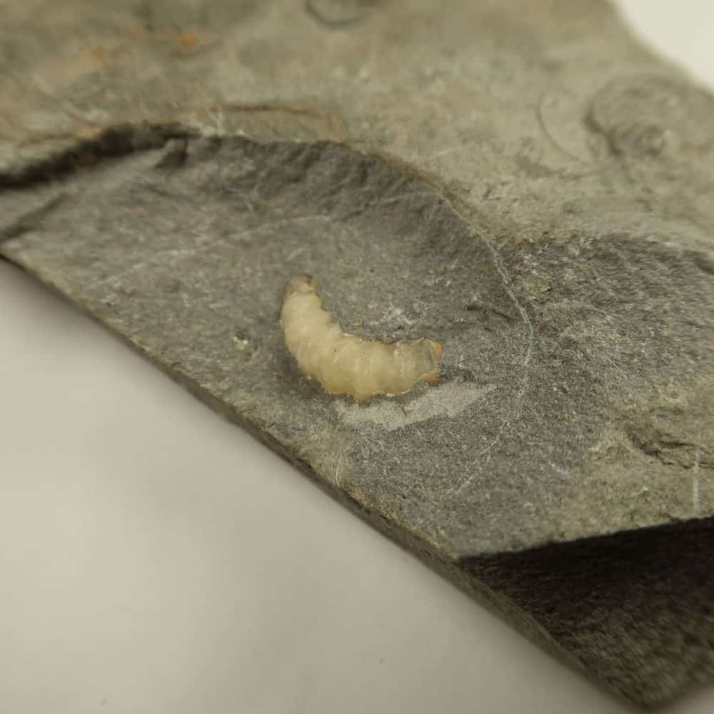 unprepped promicroceras ammonites from dorset