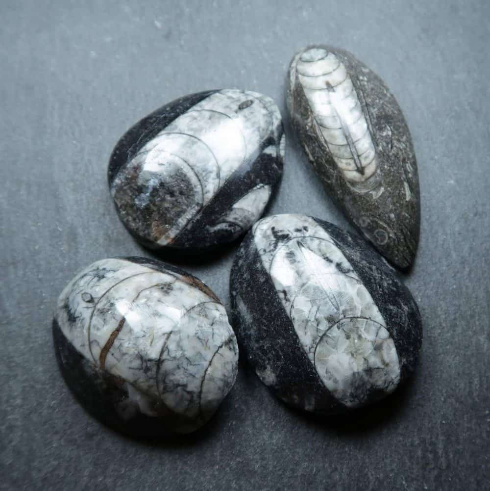 Polished Orthoceras fossils