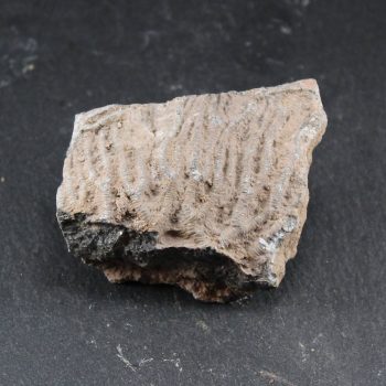 Crinoidal Limestone