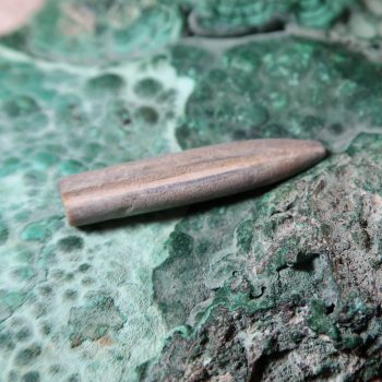 Belemnite Fossils for sale in the UK