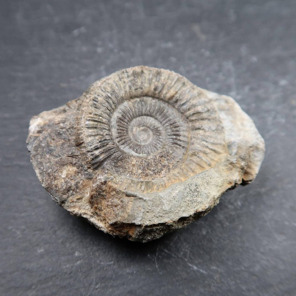 whitby ammonites,ammonite fossils,fossil ammonites