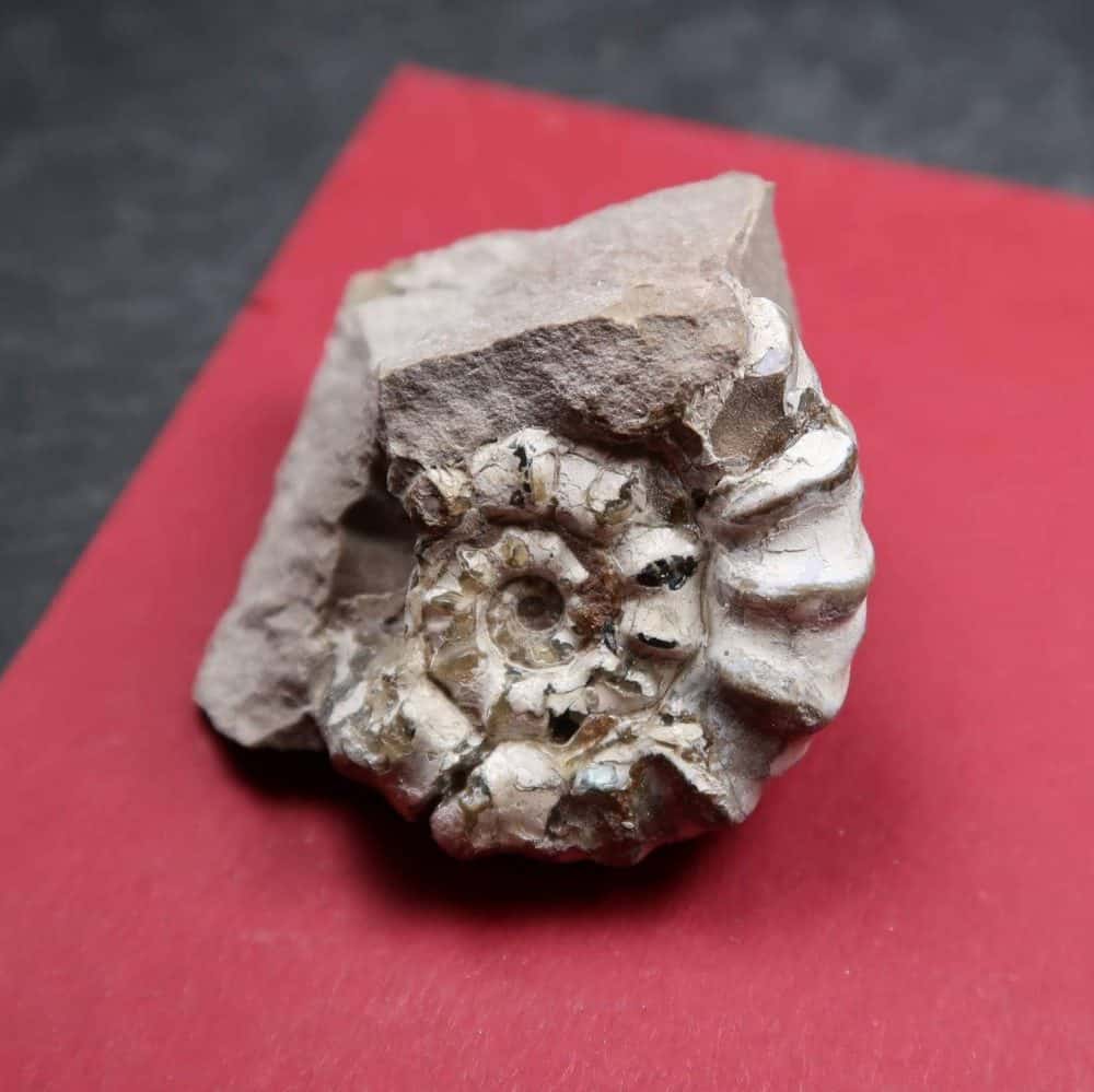 British Fossil Packets - Ammonites