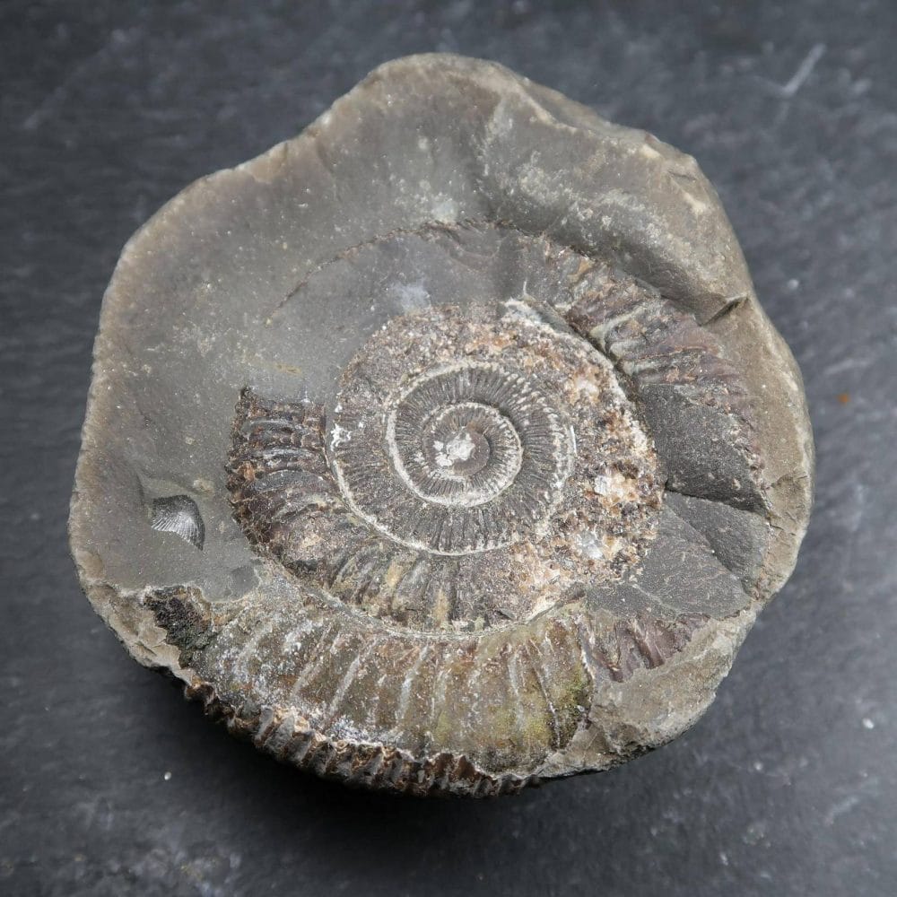 Fossilised Dactylioceras Ammonite from Whitby