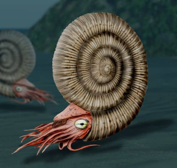 Dactylioceras Ammonite diagram