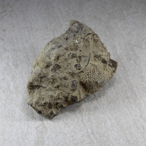 Silurian-Wenlock Wrens Nest fossils from the Wrens Nest, Dudley, UK