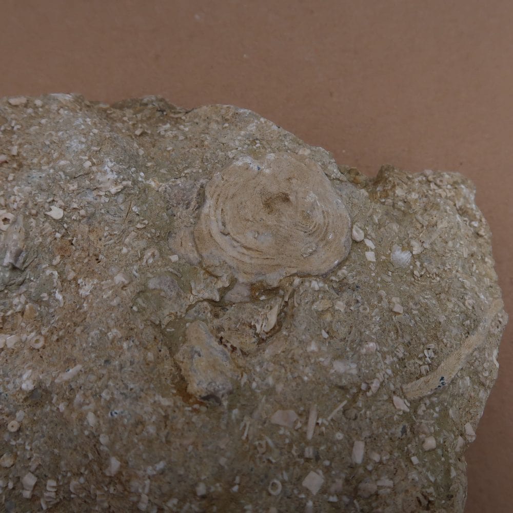 wrens nest fossils from dudley, uk