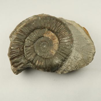 dactylioceras ammonites