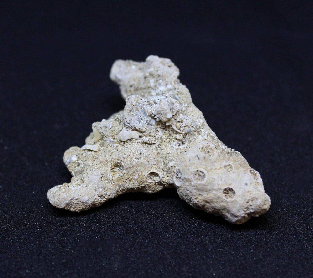 Fossilised Cryptangia Woodi Coral