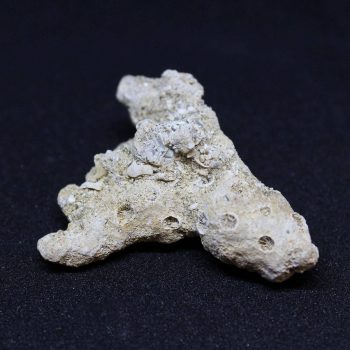 Coral Fossils for sale in the UK