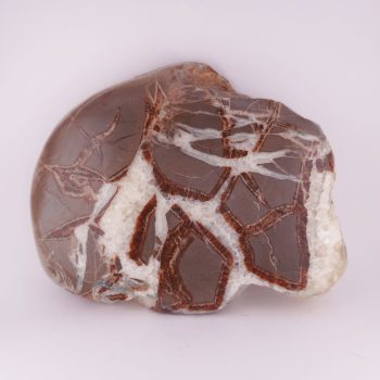 septarian polished slices