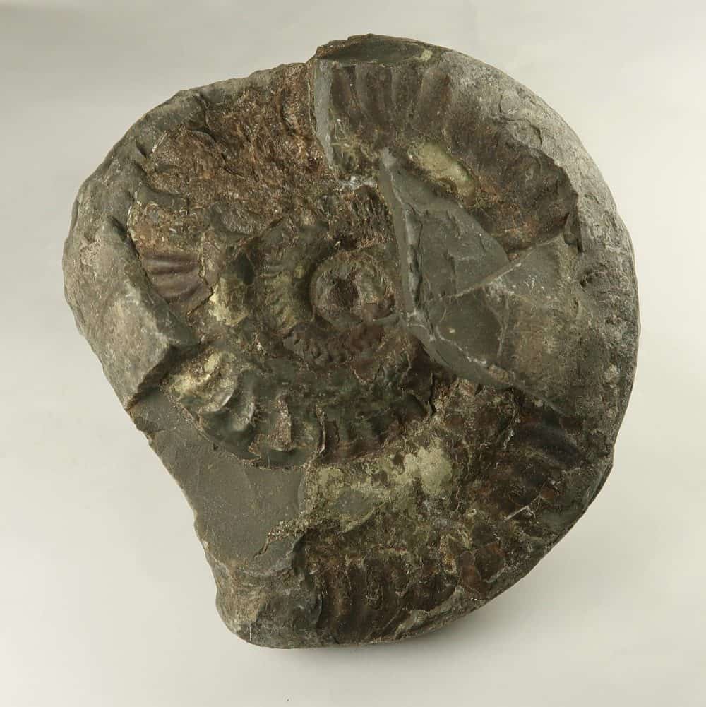 hildoceras ammonites