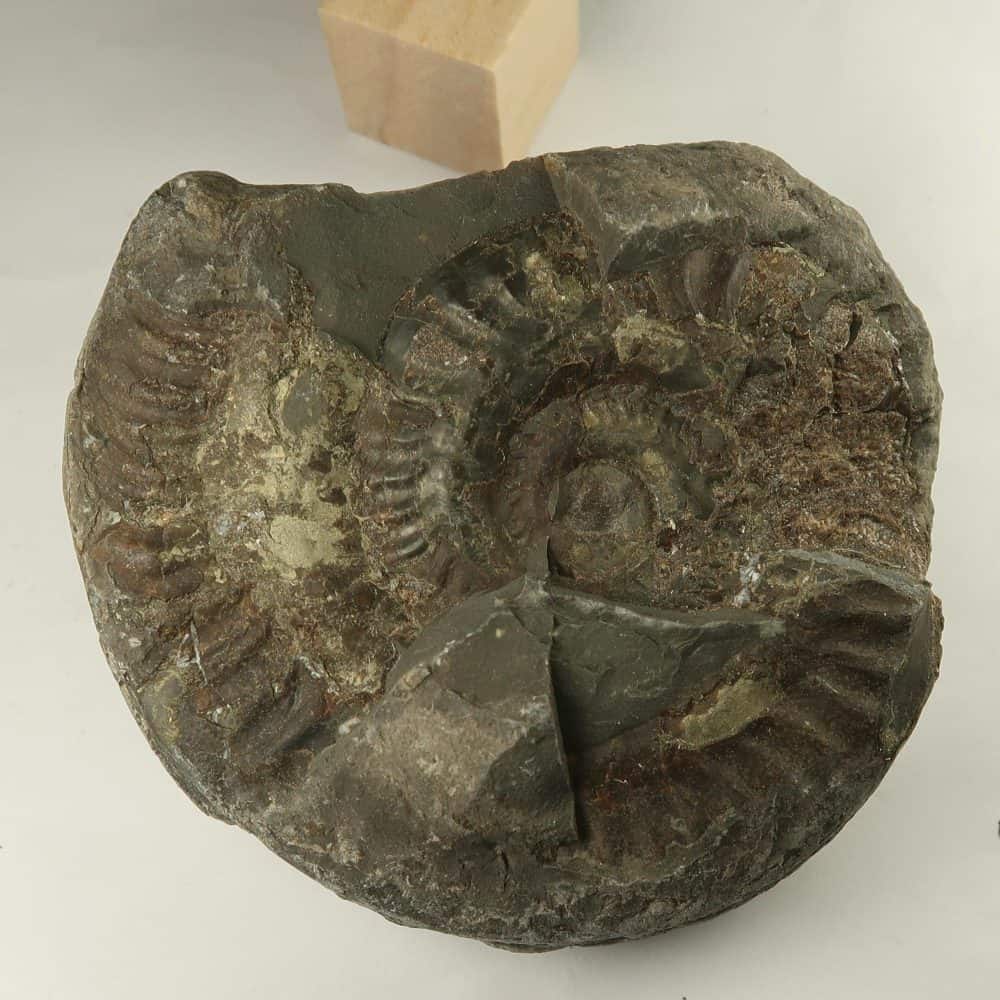 hildoceras ammonites