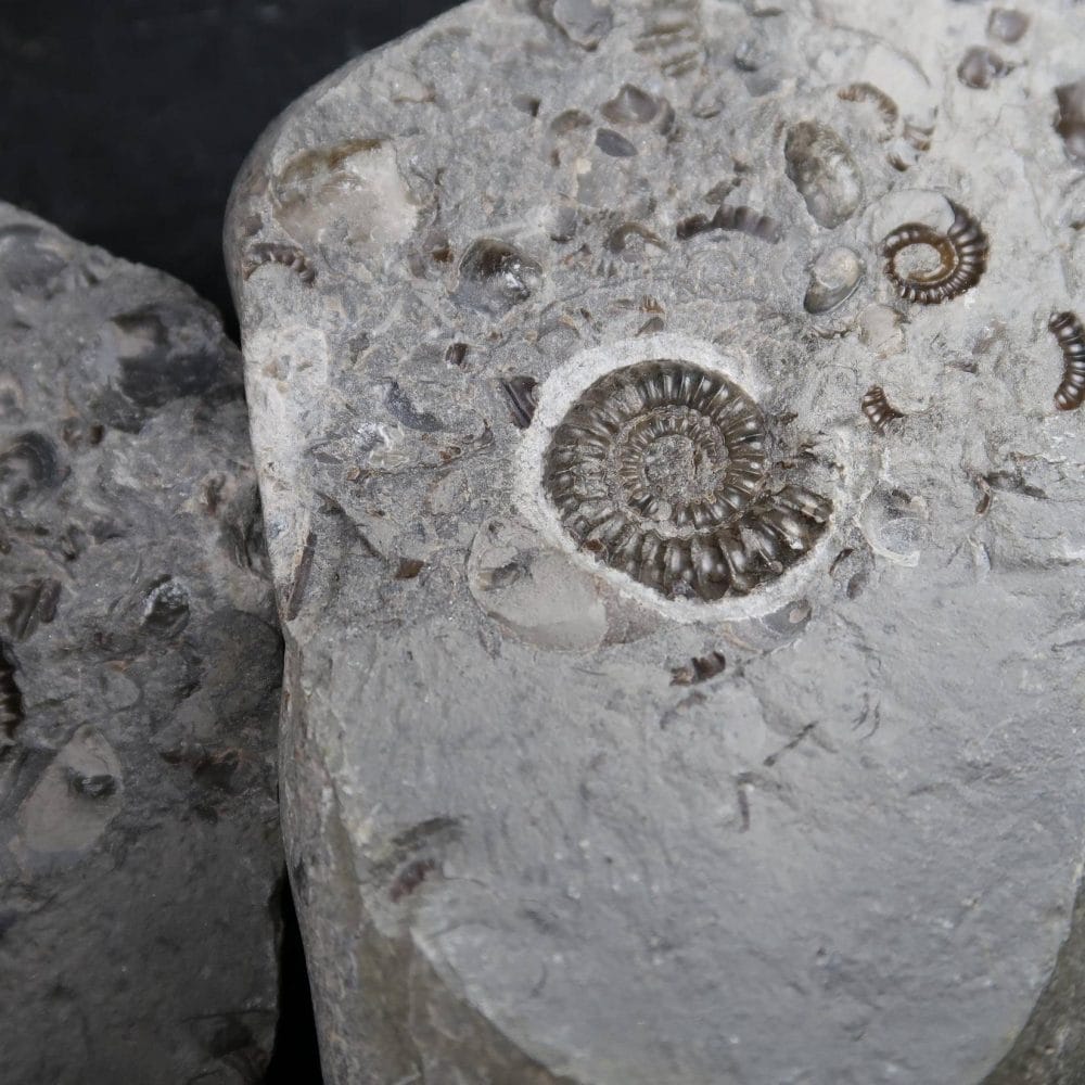 Fossilised Ammonite Deathbed Block from the UK