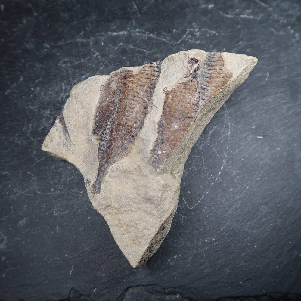 Unidentified Fossilised Fish (3)