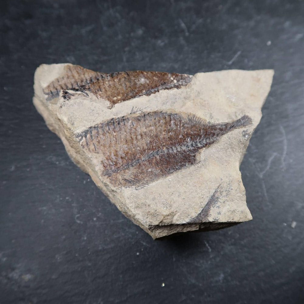 Unidentified Fish Fossils (2)