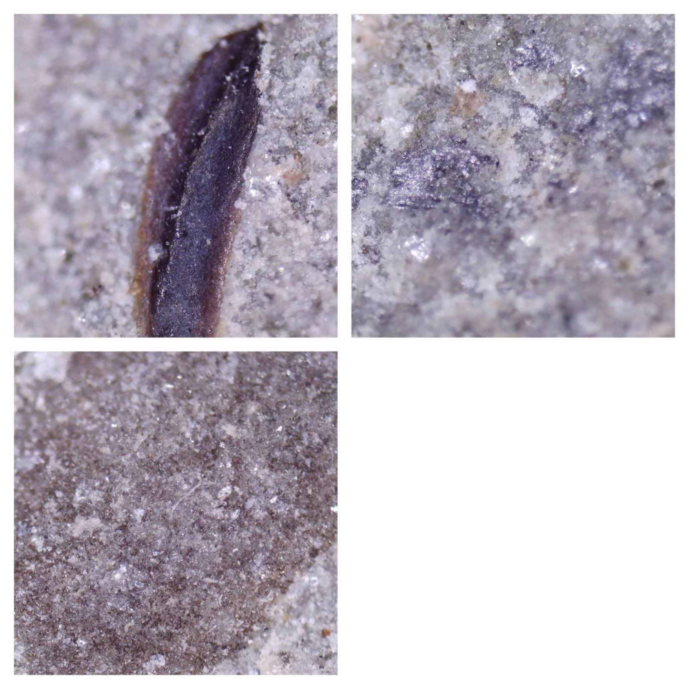 Beetle Remains Lower Wealden Uk (1)