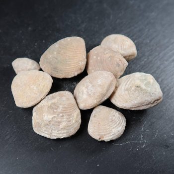 Bivalve Fossils From Morocco (2)