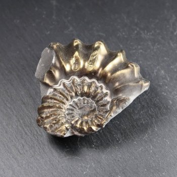 Brassy Ammonite 1