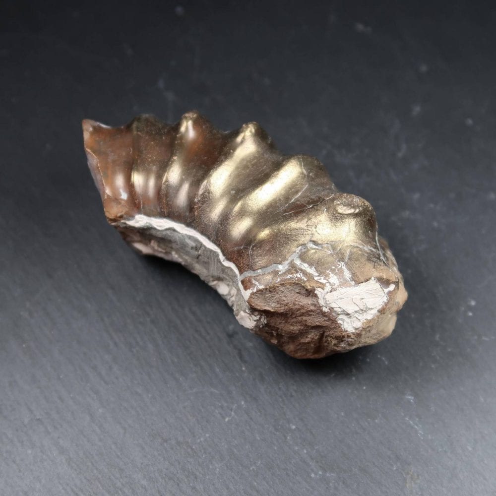 Brassy Ammonite 3