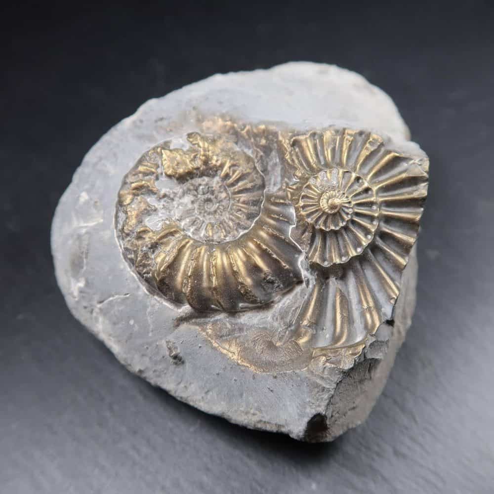 Brassy Ammonites 4