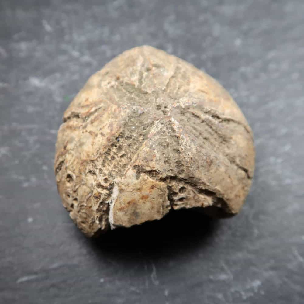 British Echinoid Fossils (3)