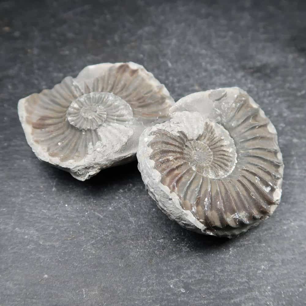 Pleuroceras Ammonite Fossils (9)