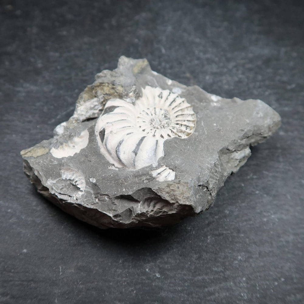 Pleuroceras Ammonites