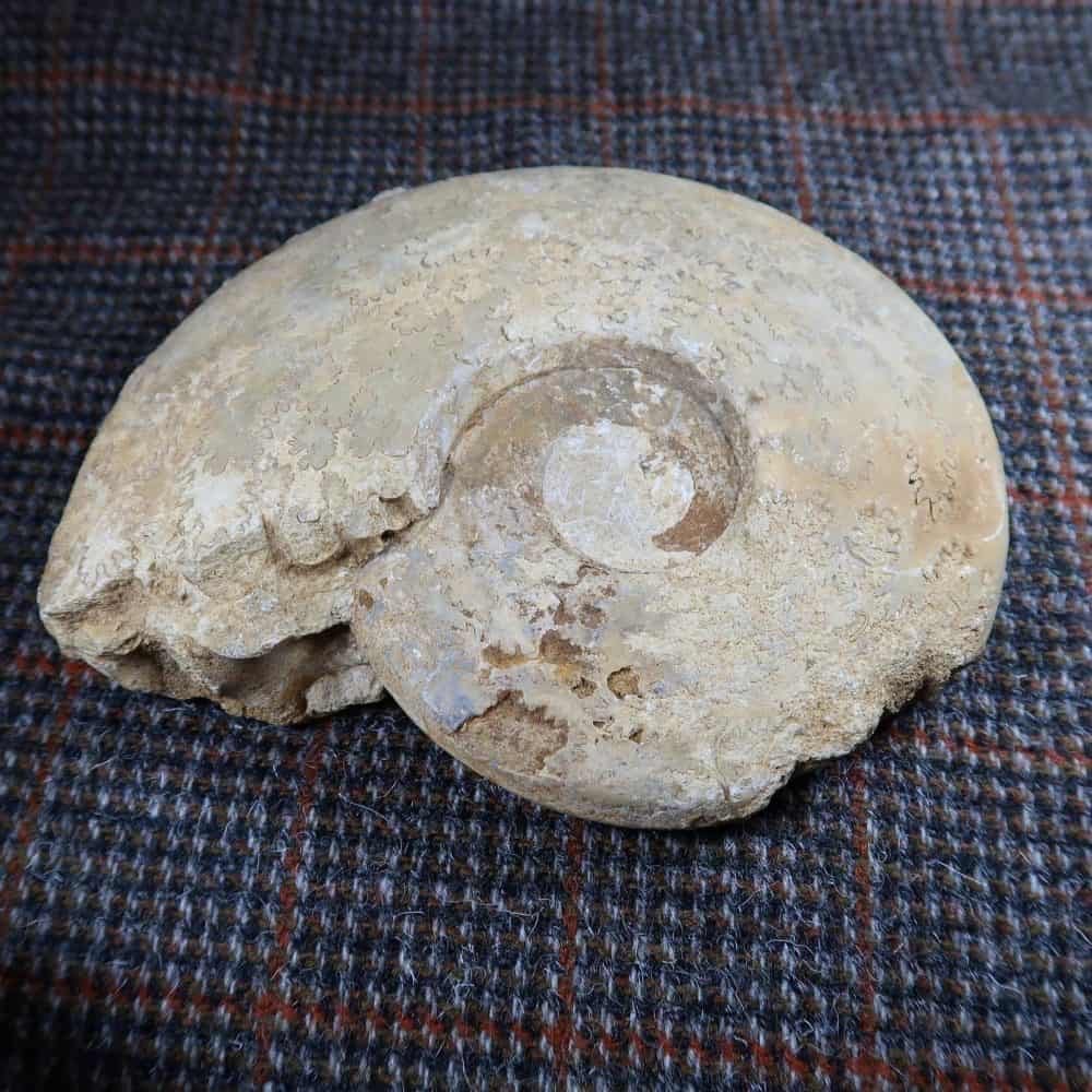 Ludwigia Ammonites From Dorset (2)