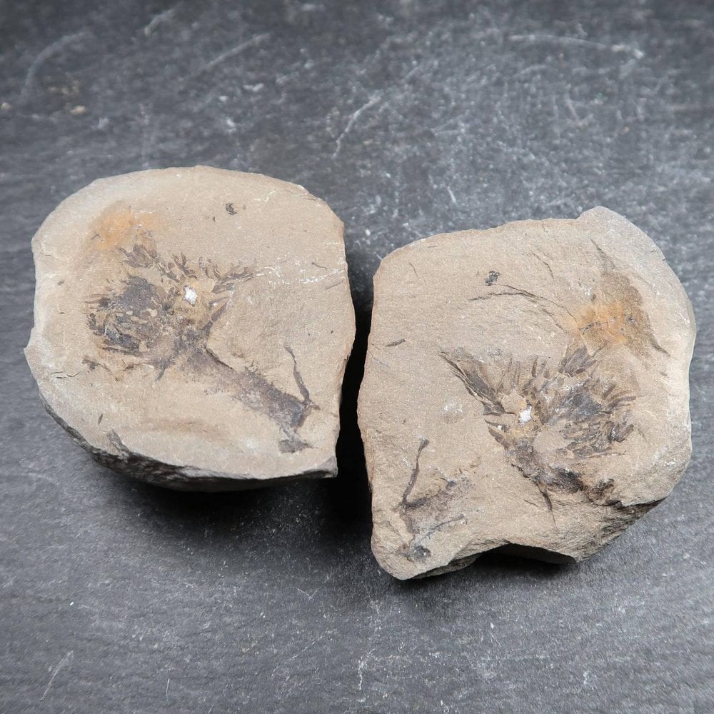 Asterophyllites Plant Fossils (3)
