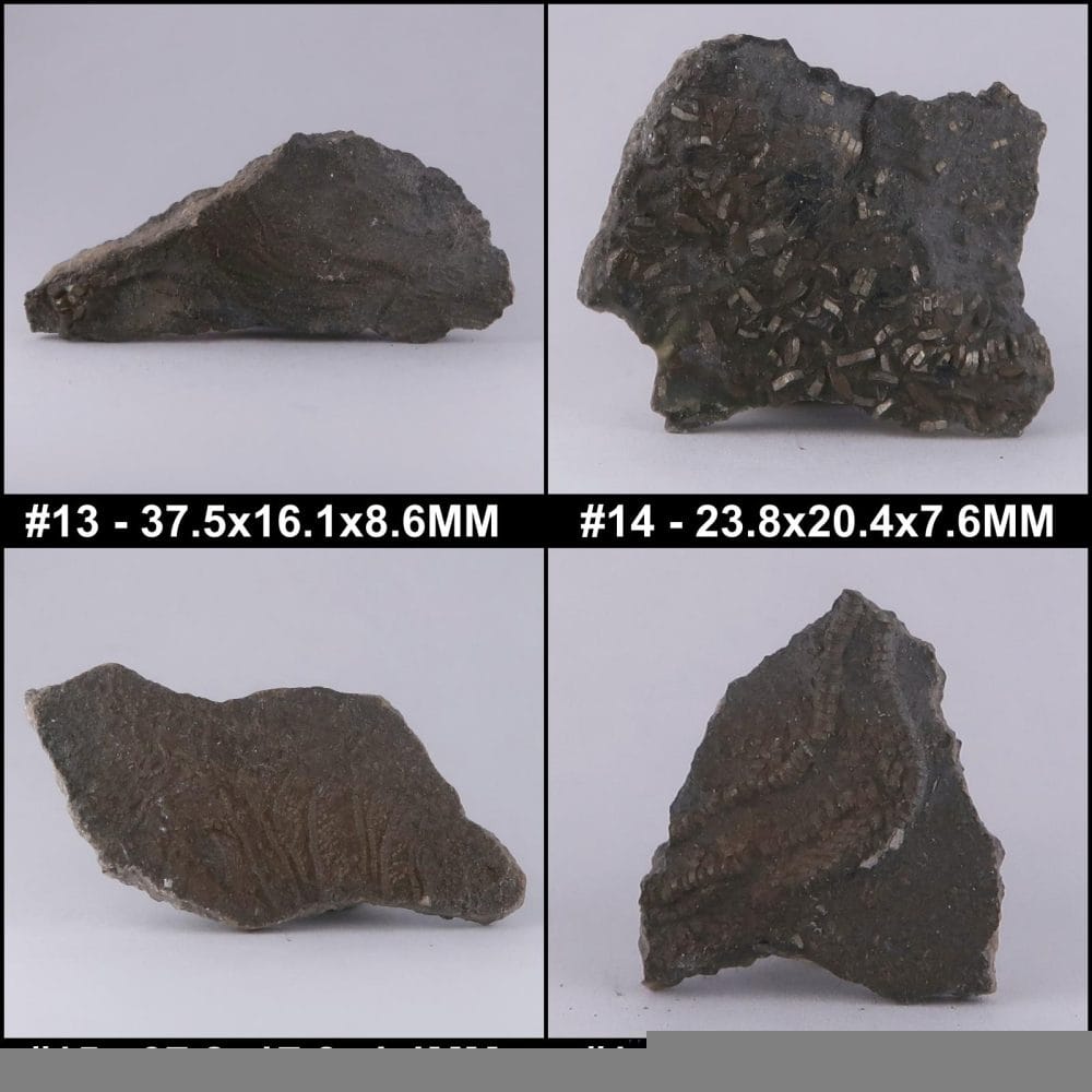 crinoids from charmouth and lyme regis, uk