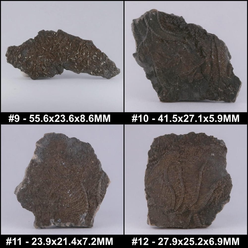 crinoids from charmouth and lyme regis, uk