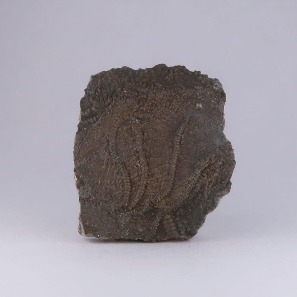 crinoids from charmouth and lyme regis, uk
