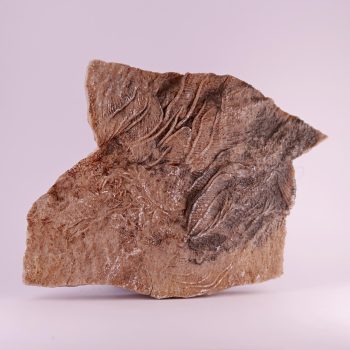 crinoids from charmouth and lyme regis, uk