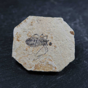 Category for our insect and fly Fossils for sale in the UK.