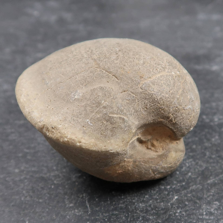 Protocardia Dissimilis Bivalve Fossil Shell - Uk Fossil Shop