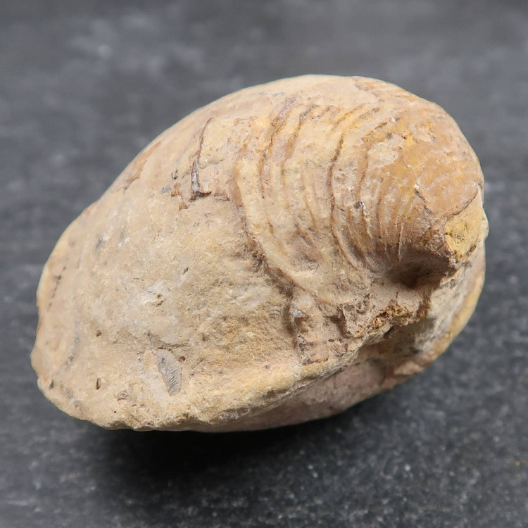 Protocardia dissimilis bivalve fossil shell - UK Fossil Shop