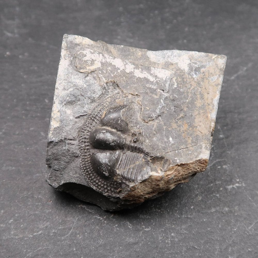 Trilobite Salterolithus Caractaci (2)